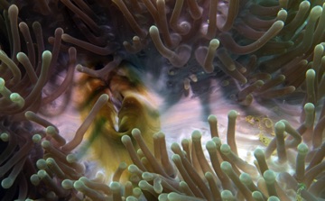 Anemonie